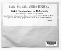 Leptosphaeria rehmiana image